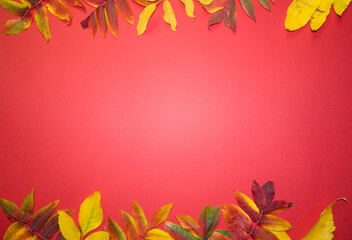 Naklejka na ściany i meble Beautiful bright autumn leaves on red paper background with copy space