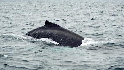 Fototapeta premium Humpback whale in Machalilla National Park, off the coast of Puerto Lopez, Ecuador