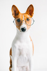 Portrait of funny red white basenji dog in eyeglasses on white background, looking on camera.