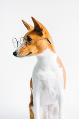 Portrait of funny red white basenji dog in eyeglasses on white background.
