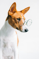 Portrait of funny red white basenji dog in eyeglasses on white background.