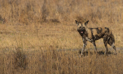 Naklejka na ściany i meble Wild Dog in Okavango Delta