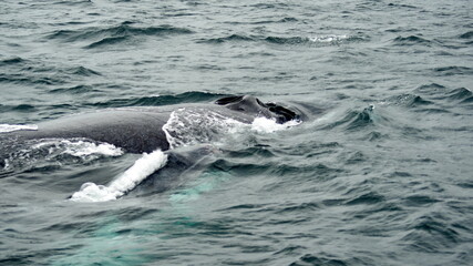 Fototapeta premium Blow hole of a humpback whale in Machalilla National Park, off the coast of Puerto Lopez, Ecuador