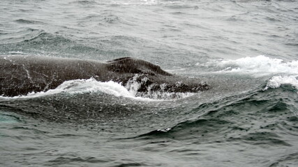 Fototapeta premium Blow hole of a humpback whale in Machalilla National Park, off the coast of Puerto Lopez, Ecuador