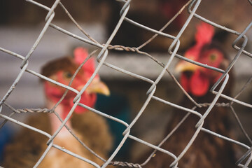 Two chickens behind the henhouse grill. Concept of domestic animals, rural production, animal and food industry. 