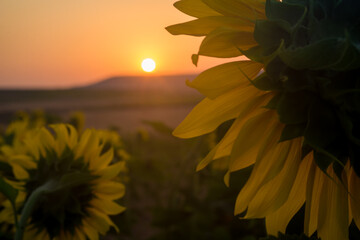 A view of the setting sun from the perspective of the sunflowers.