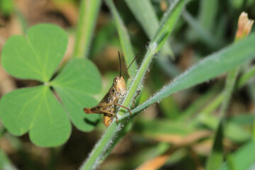 rufous grasshopper insect macro photo