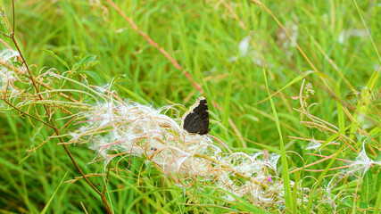A black butterfly sits on a plant.