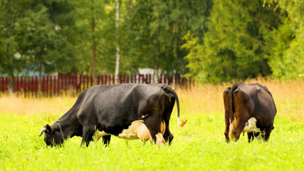 Cows graze in the meadow and eat grass. A beautiful picture of village life.