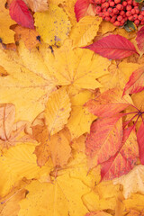 Autumn leaves fallen from maple and mountain ash. Autumn natural background vertical  format
