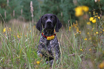 Serious young black and white Greyster dog posing outdoors wearing a red collar with a yellow GPS tracker on it lying down in a green grass with yellow flowers in summer