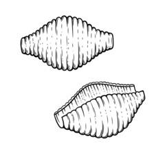 Conchiglie pasta sketch. Doodle outline black and white vintage style macaroni illustration. Hand drawn isolated on white background. 