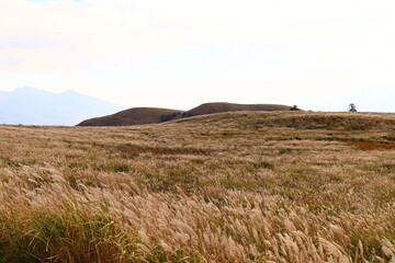 すすき　ふわふわの秋