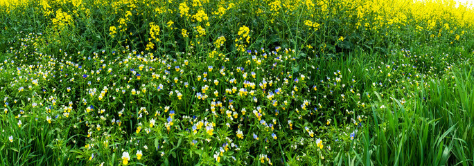 Obraz premium Panorama of wild flowers. Pansy flowers. Multicolored flowers