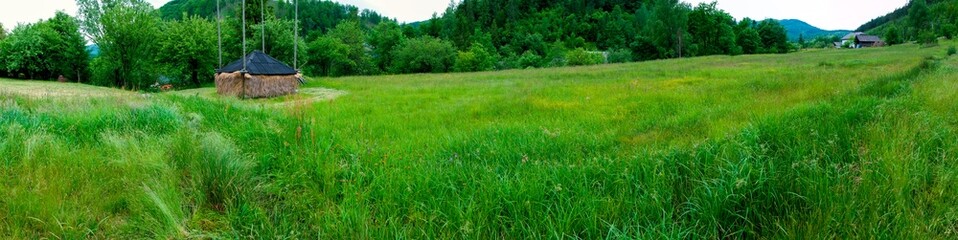 Panorama of a flower field in the mountains. Herbs, green trees.