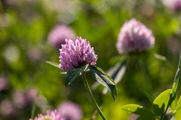 Blühender Klee im Sonnenlicht