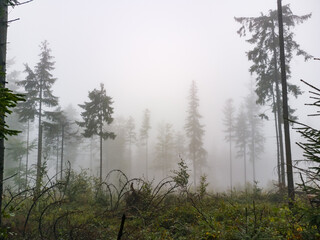 Forest in the fog - Babia Gora Mountain - Beskidy Mountains