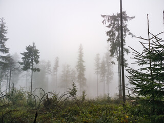 Forest in the fog - Babia Gora Mountain - Beskidy Mountains