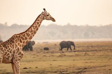 Wild giraffes in their natural environment in Botswana, Africa