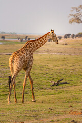 Naklejka na ściany i meble wild giraffe walking freely through the african savanna in Botswana, Africa