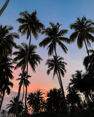 Obraz premium Samana Beach Sunset, Tropical palm trees 