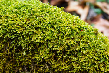 Lush green moss growing on a stone.