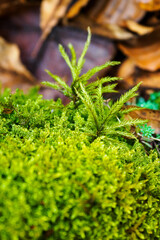 Lush green moss with fan leaves.
