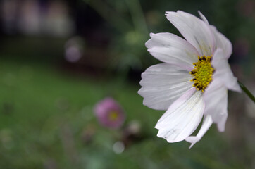 Cosmos, mexican aster, white petals on a blurred background.
