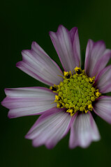 Cosmos, mexican aster, white-purple blooming flower on a dark background