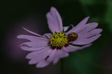 Cosmos, mexican aster, white-purple fading flower and Harlequin ladybird on a petal