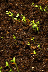 Young and lush green plants growing in the soil.