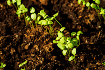 Young and lush green plants growing in the soil.