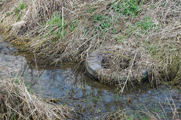 A discarded tire overgrown with grass by the standing water.