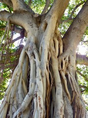 Roots of a Banyan tree in Waikiki Hawaii 