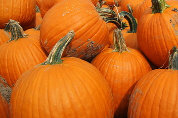 Here is a pile of pumpkins that were just harvested. They are big, bright, and orange colored.