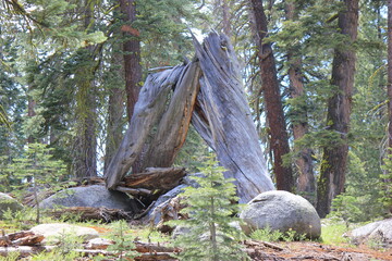 Yosemite Tree Snap