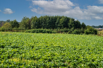 Fototapeta na wymiar Agriculture in the Netherlands, farm sandy fields with growing young potato vegetables plants