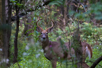 white-tailed deer (Odocoileus virginianus) in autumn