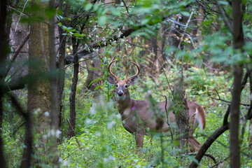 white-tailed deer (Odocoileus virginianus) in autumn