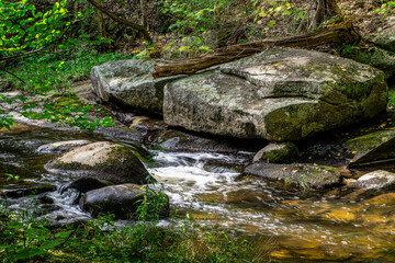 willard brook flowing through the forest