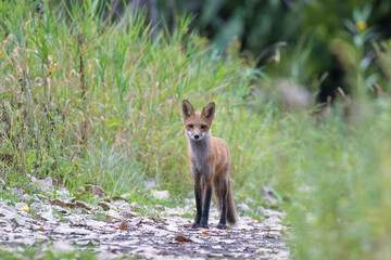 Cute young red fox in autumn