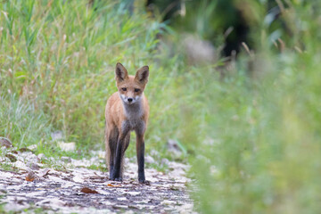 Obraz premium Cute young red fox in autumn
