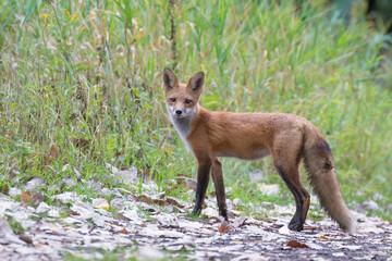 Cute young red fox in autumn