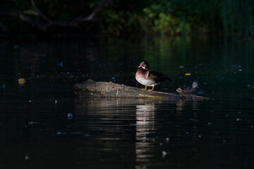 wood ducks in early fall season 