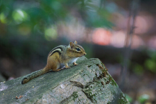 eastern chipmunk (Tamias striatus) in early fall