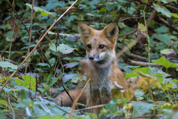 Cute young red fox in autumn