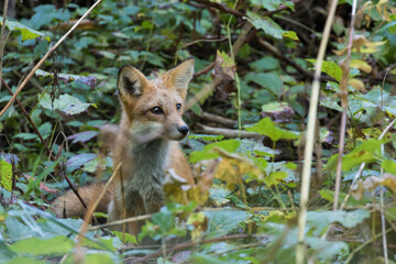 Cute young red fox in autumn