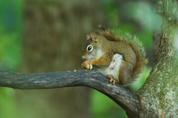 Naklejka na ściany i meble American red squirrel (Tamiasciurus hudsonicus)