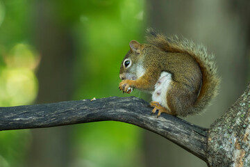 Naklejka na ściany i meble American red squirrel (Tamiasciurus hudsonicus)