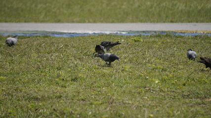 aves na grama 